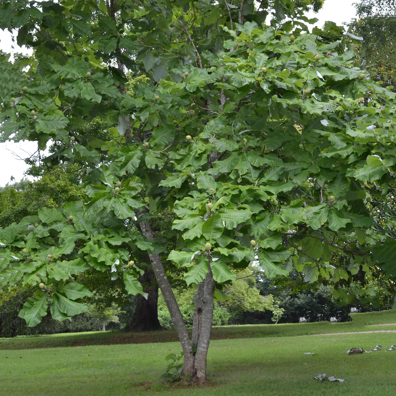 Large-leaved Magnolia (Magnolia macrophylla)