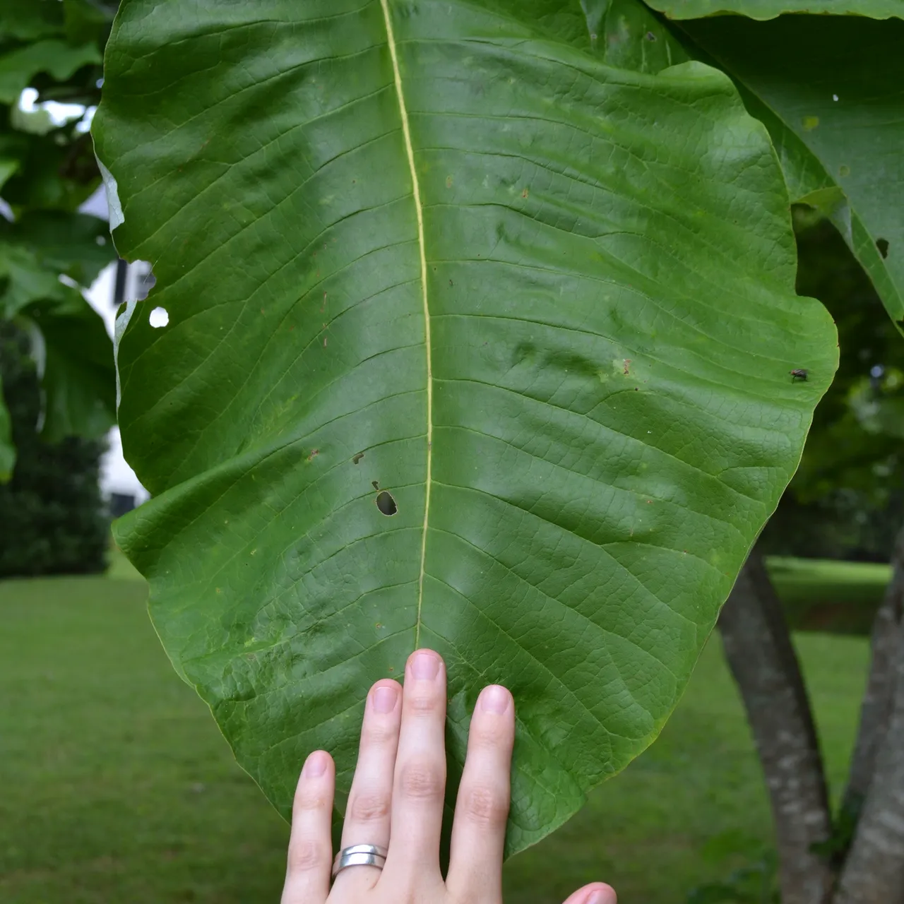 Large-leaved Magnolia (Magnolia macrophylla)