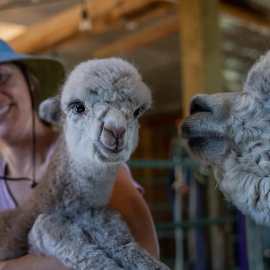 Private Alpaca & Llama Farm Tour with Owner