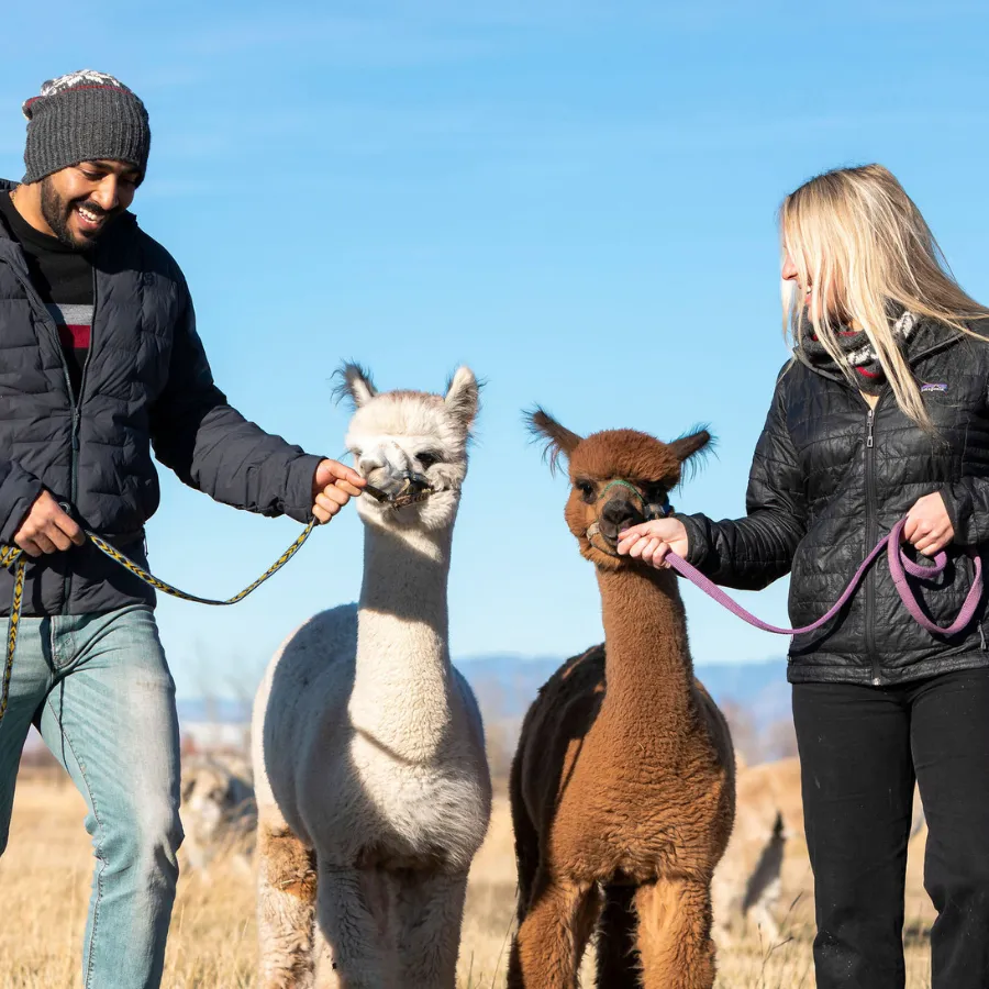 Private Alpaca & Llama Farm Tour with Owner