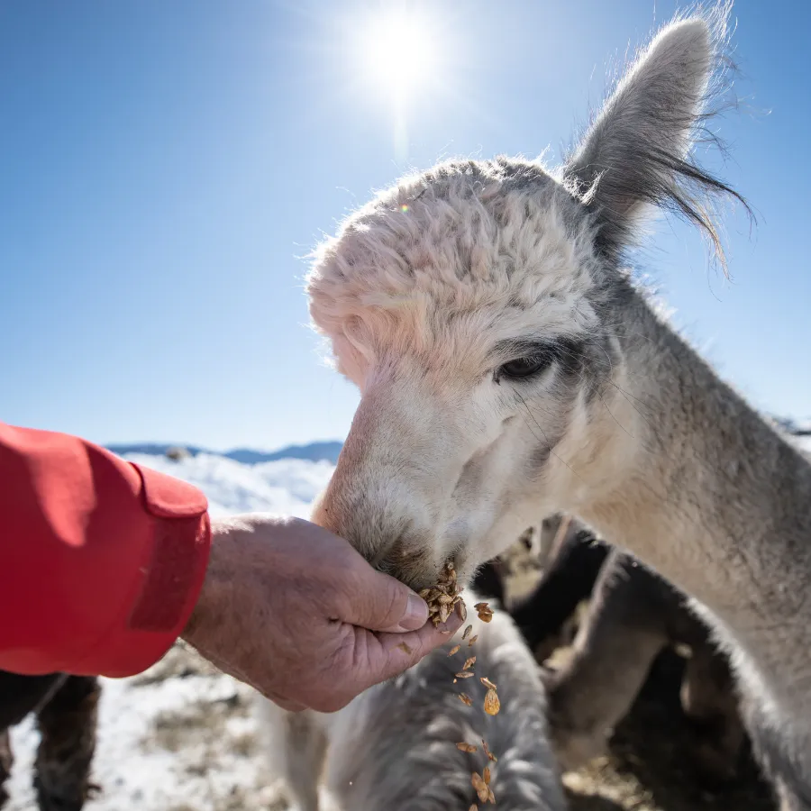 Private Alpaca & Llama Farm Tour with Owner